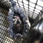 Q&A: Sugar Glider Cage and Toys